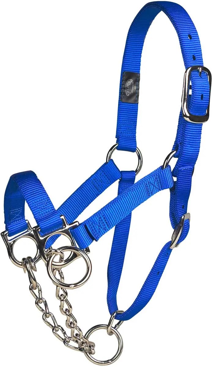 17 P Nylon Cow Control Halter with Chain 1 in Blue