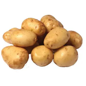 Potato, White Kennebec - 50 lb