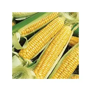 Corn - Golden Bantam 8 Yellow 5-Lbs